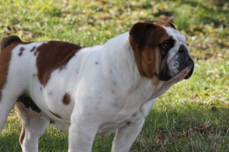 Gucci Du grand cassieu