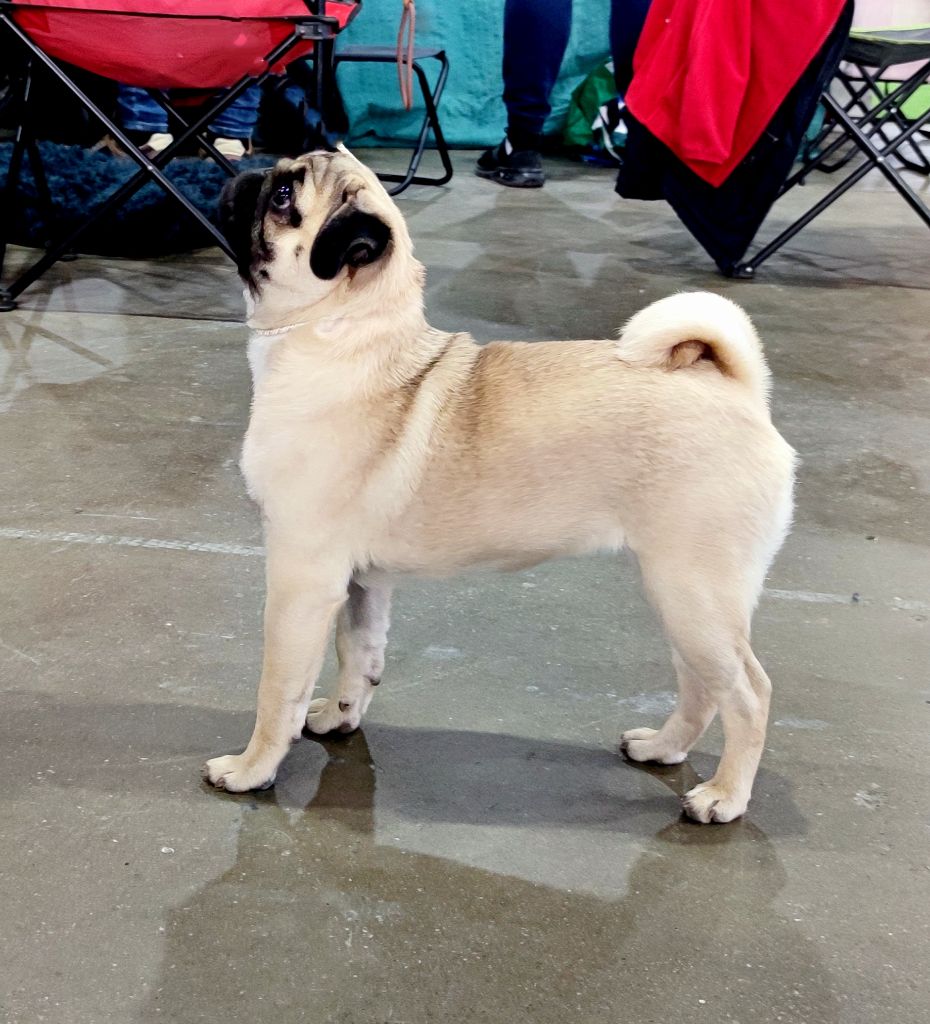 Too mumodern love lady stardust diamond pug