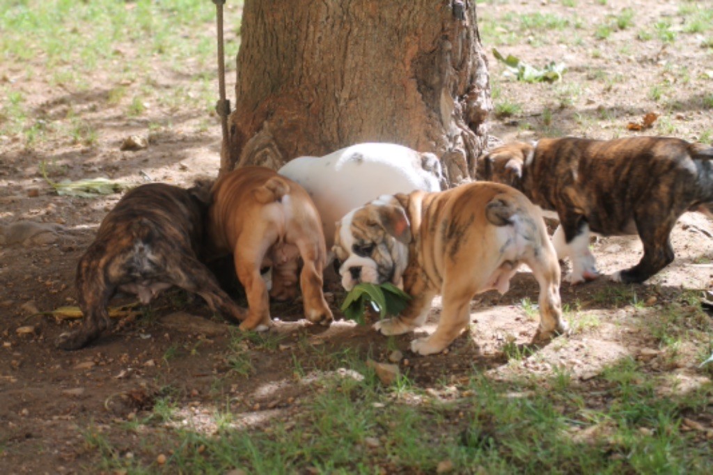 NOS BÉBÉS BULLDOG 