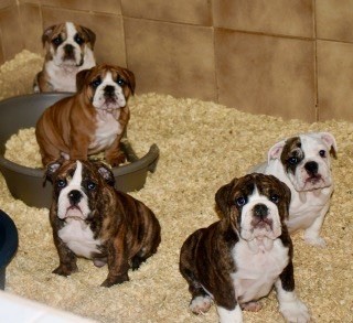 CHIOTS NÉS À L’ ELEVAGE