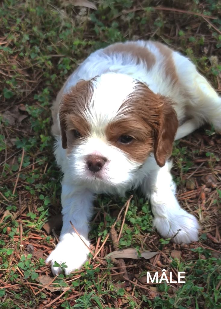 Du grand cassieu - Chiots disponibles - Cavalier King Charles Spaniel