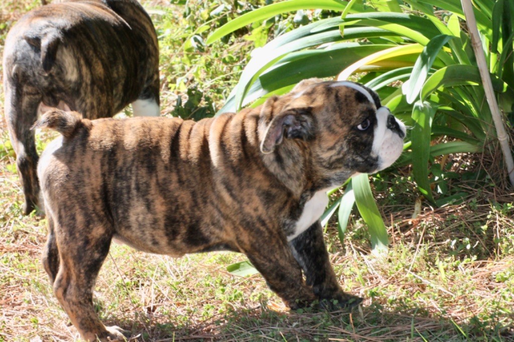 Du grand cassieu - Chiots disponibles - Bulldog Anglais