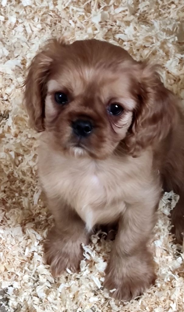 Du grand cassieu - Chiots disponibles - Cavalier King Charles Spaniel