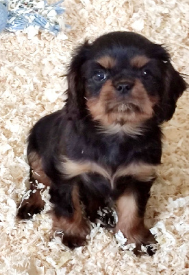 CHIOT