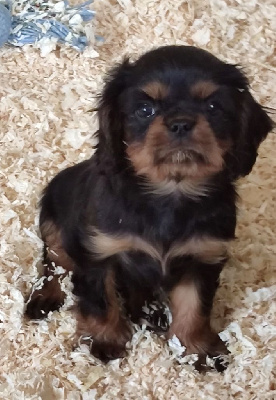 CHIOT