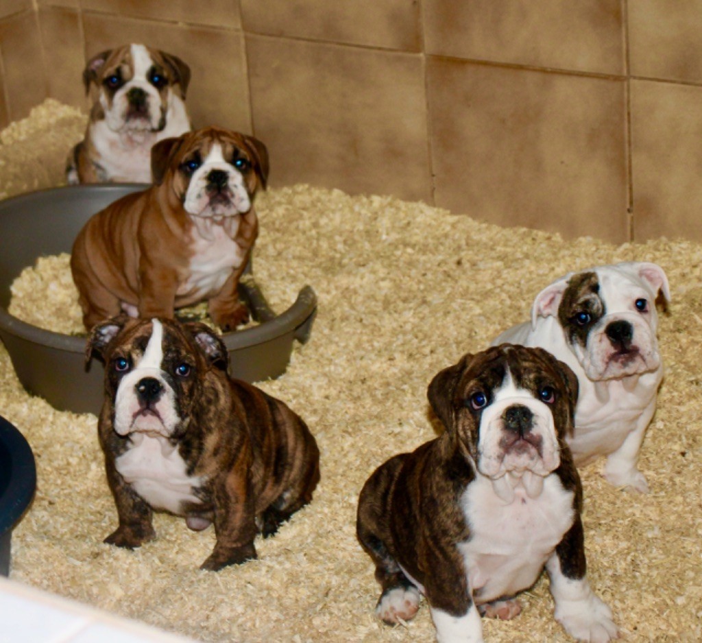 Chiot Bulldog Anglais Du grand cassieu